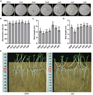Alcaligenes faecalis Juj3 alleviates Plasmodiophora brassicae stress to cabbage via promoting growth and inducing resistance